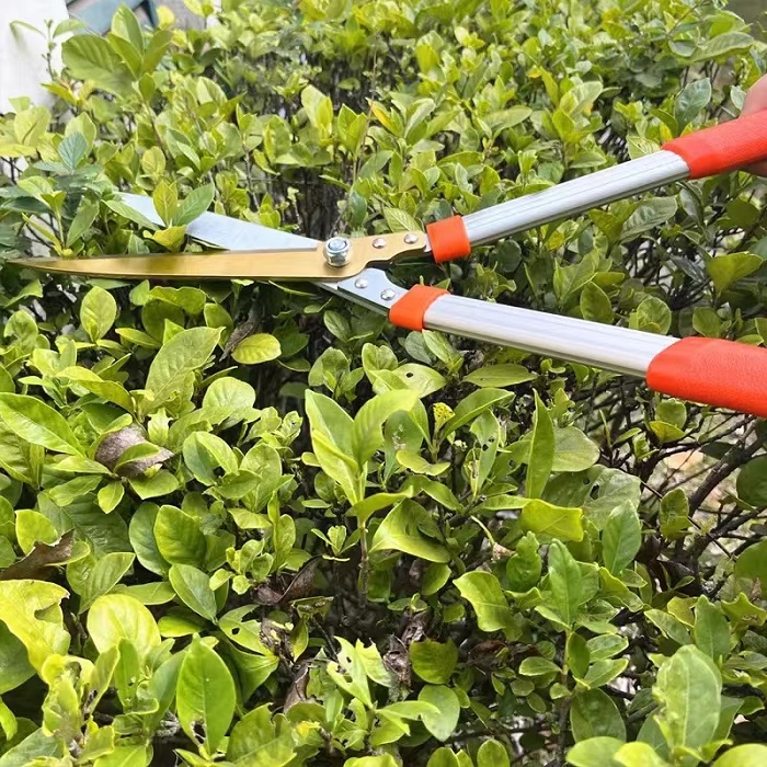 Garden Pruning Essentials